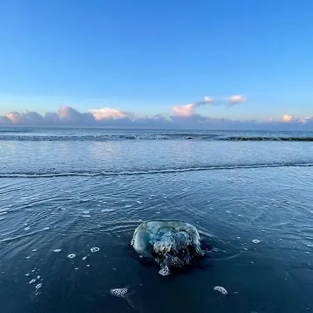 Grande De 8 Avec Balnéothérapie- Vill'acacia Villa Bray-Dunes
